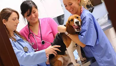 Pet Care Jobs in Canada and Salary