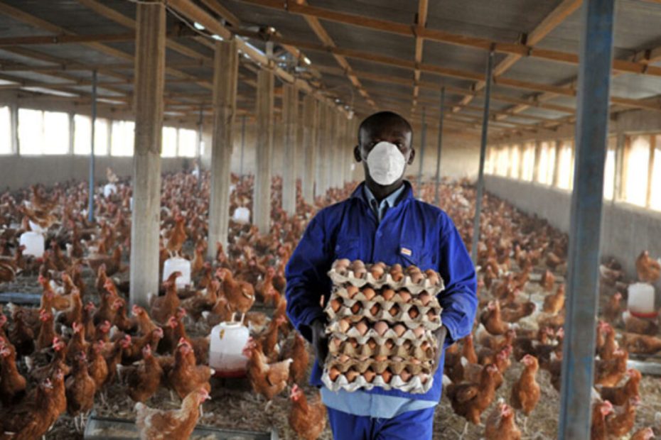 Poultry Farm Worker Jobs in UK With Visa Sponsorship For Foreign Workers